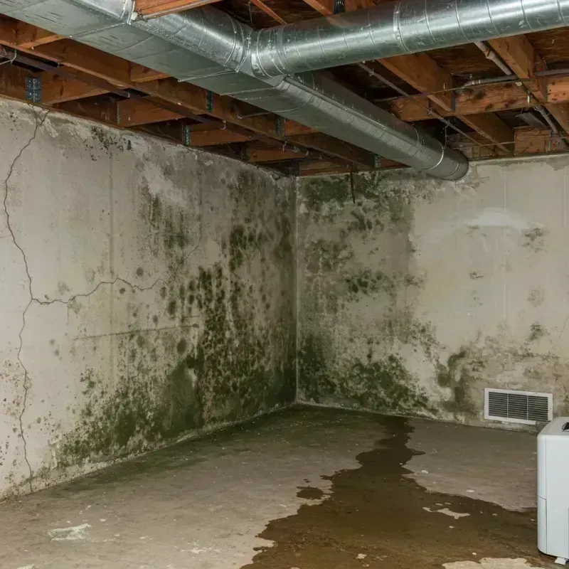 Professional Mold Removal in Johnston County, NC